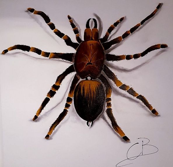 Araignée-Céline BONFILS