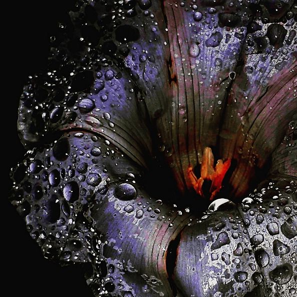 Gouttes-Veronique  Daniellou 