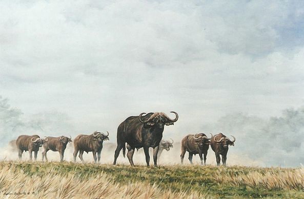Buffalo herd-Marion Nicholls