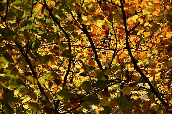 Les couleurs d'automne-philippe vozza