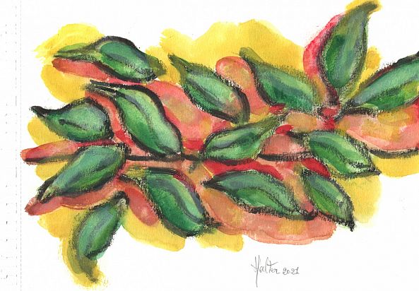 Feuilles de ficus-Alain HALTER