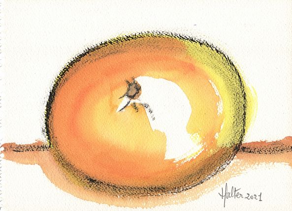 Pamplemousse-Alain HALTER