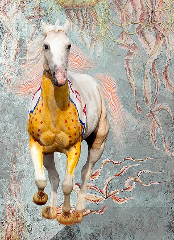 Indian white horse-Albena Alta