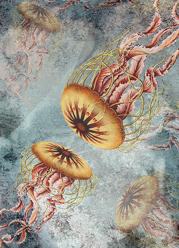 Jellyfish KISS-Albena Alta