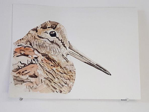 Bécasse des bois AQUARELLE ORIGINALE Portrait d'oiseau Bois Peinture Woodcock-Matthieu Labarthe-Piol