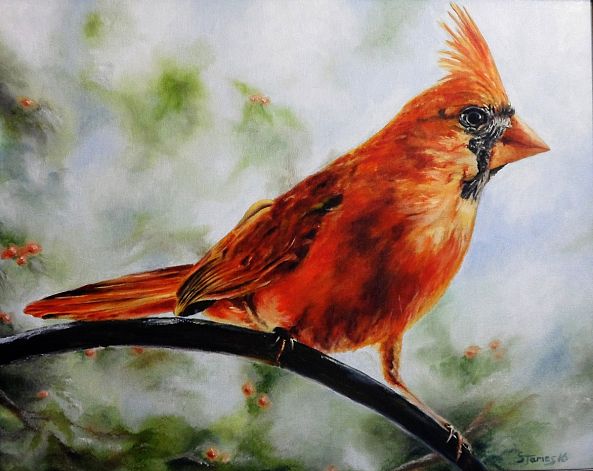 Northern Cardinal-Steve James