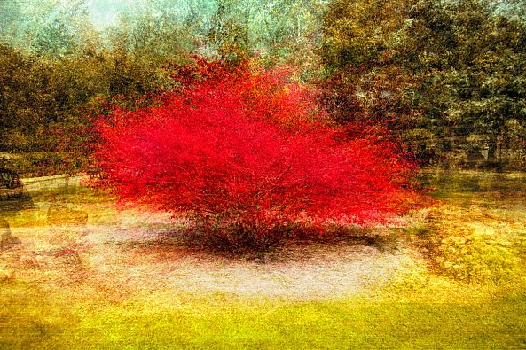 Arbre_rouge-Eric Villeneuve