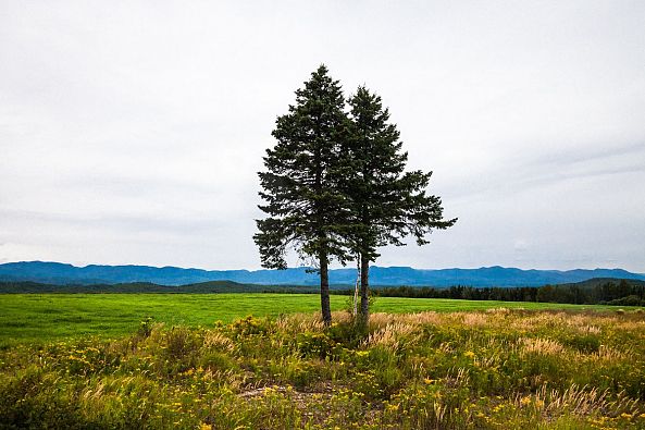 Arbre_bleu-Eric Villeneuve