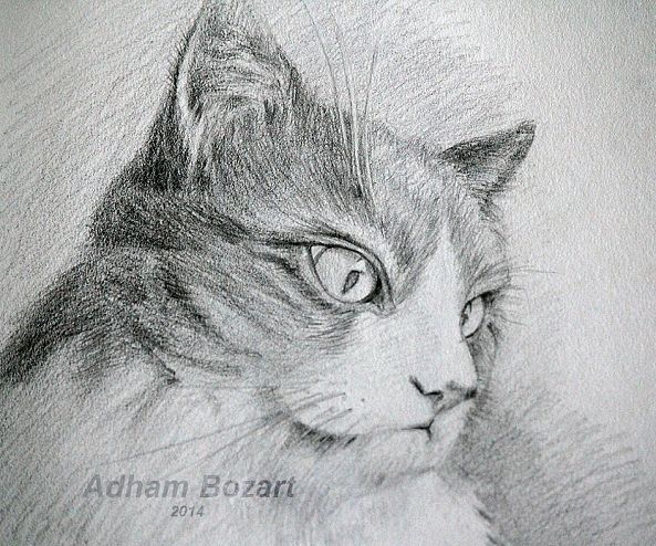 chat-Adham Bozart