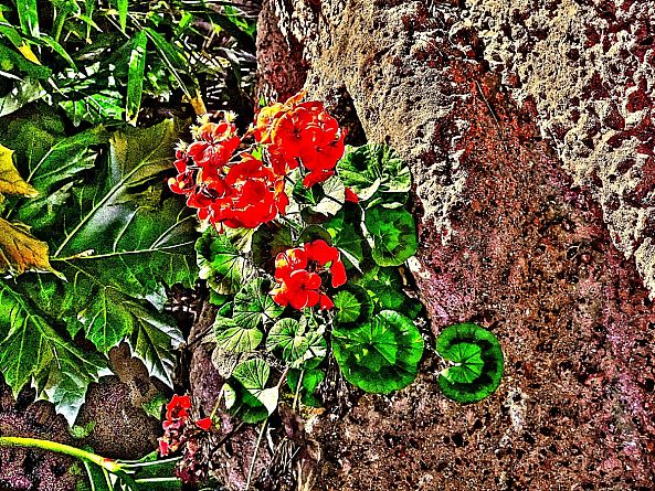 flores en la pared-Barroco Austral