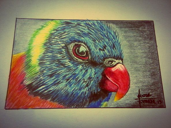 "the parakeet"-Hector  Estrada Olvera