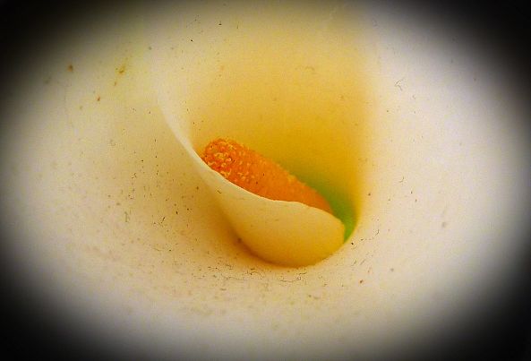 Calla Blossom-Ulli Schmeling
