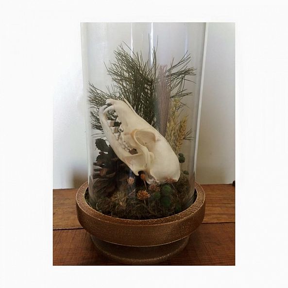 Ethically sourced Fox skull terrarium -Kathleen Axam