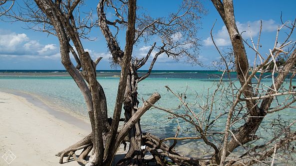 Under the Jamaican sun -Thalja Škibola