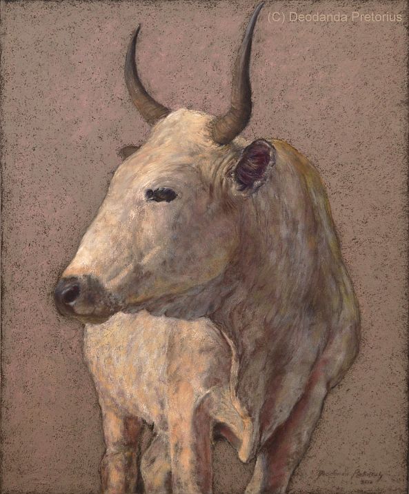 Timberaine, the white Nguni cow-Deodanda Pretorius