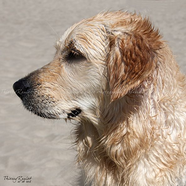 Chiens, chats et autres...-Thierry RAULET