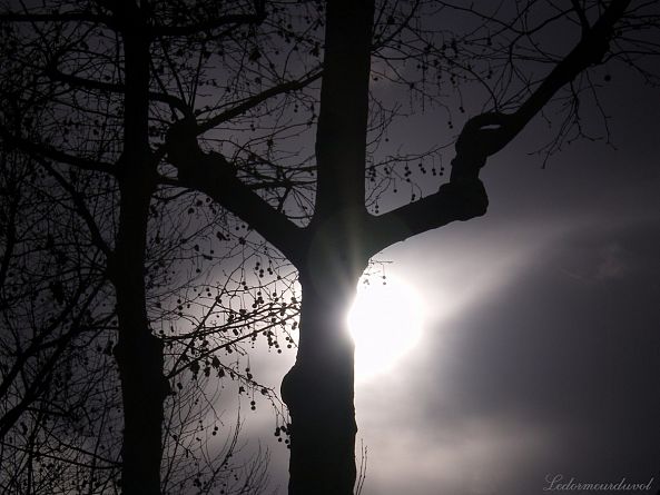 Dead Tree-Le Dormeur Du Vol