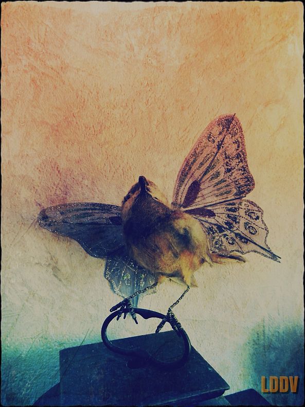 ButterBird-Le Dormeur Du Vol