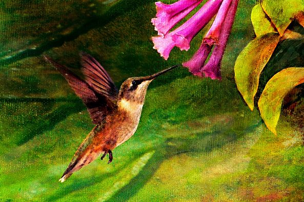 Hummingbird-Chuck Underwood