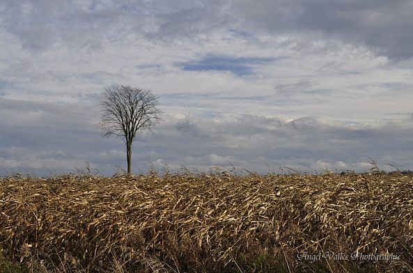 Le solitaire -Angel Vallée