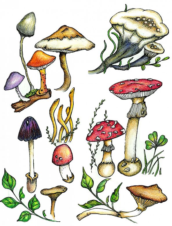 Mushrooms-Jessie's Art