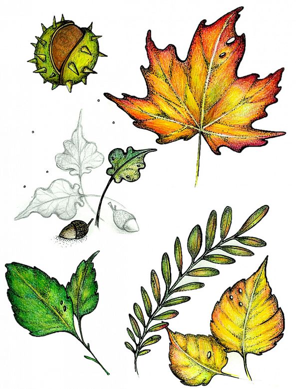 Autumn leaves-Jessie's Art