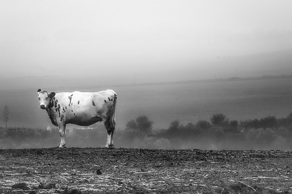 Cow in misty landscape-Herman van Bon