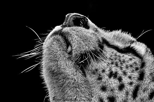 Profile portrait of a cheetah-Herman van Bon