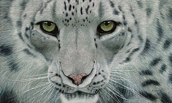 Snow Leopard II-Marc Alexander