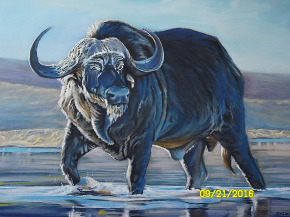 Buffalo-Pierre-Yves Blasco
