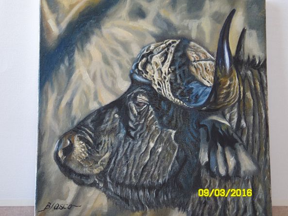 Buffalo's head-Pierre-Yves Blasco