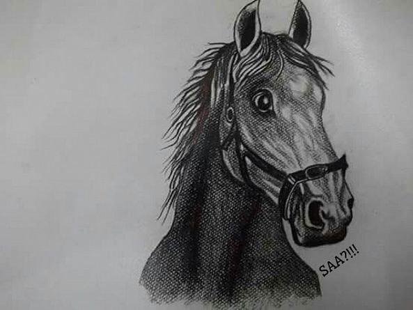 Horse-Saad Butt
