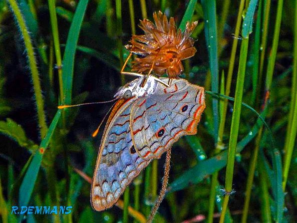 BUTTERFLIES-ROBERT DEMMANS