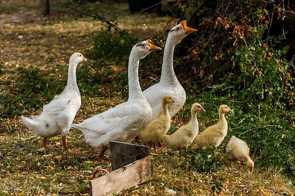 La Famille Saturnin-Nicolas Bernié
