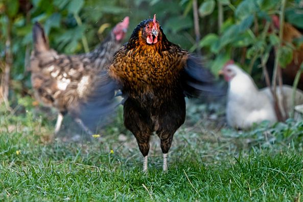 Battement de poule-Nicolas Bernié