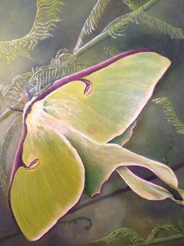 Papillon de nuit-Karo Massie