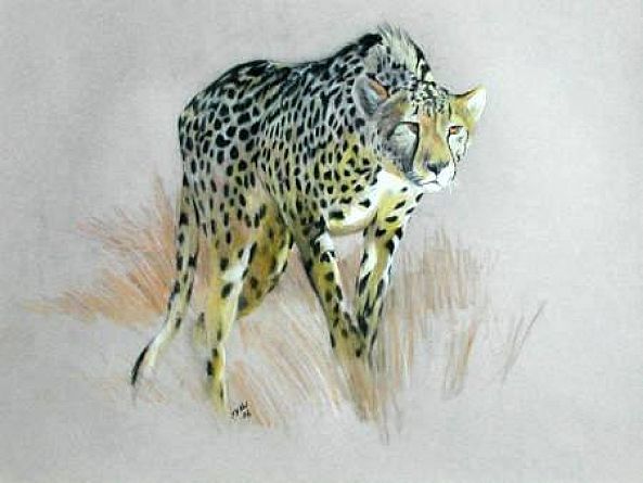 cheetah stalk-Gordon Shaw