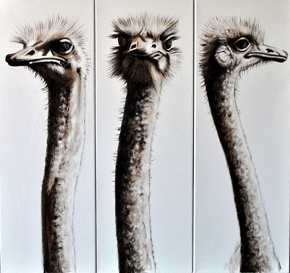 Ostrich set-Adriaan Swartz