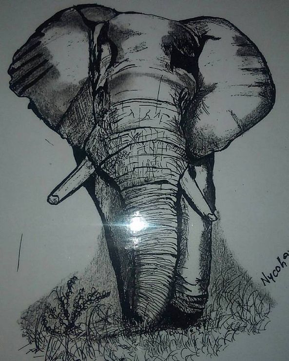 Elephant Pencil Art-Nicholas Nyamai