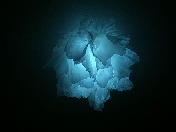cold flower-Ventsislav Georgiev