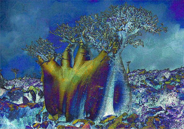 Baobab at midnight-Agnes Fodor