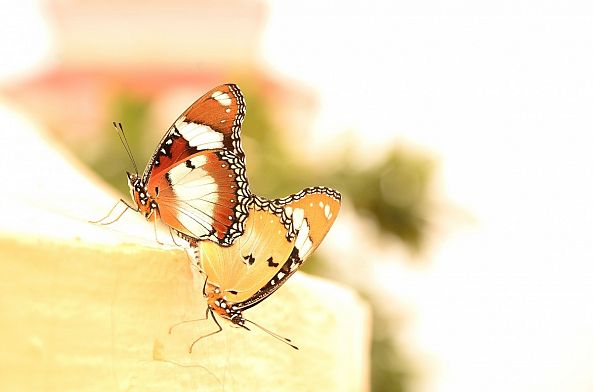 papillon -jessica buchot