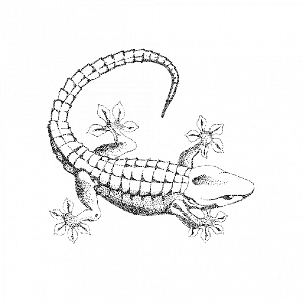 Gecko-Giovanni Barbato