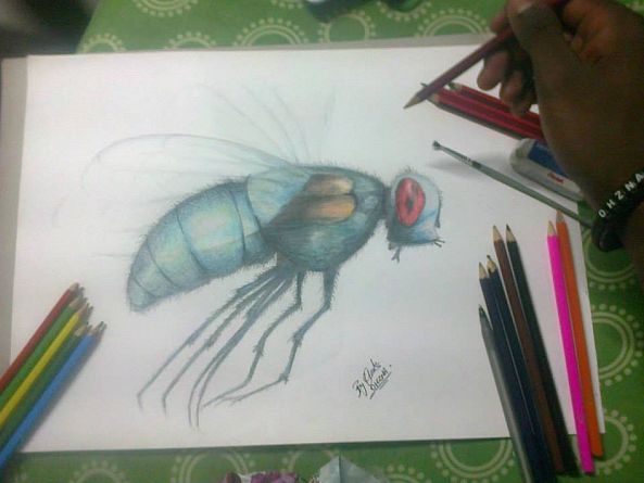 Fly-Olwethu Gcolotela