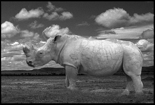 White Rhino-Stephen Verona