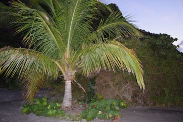Mini Palm Tree-Mary Thielman