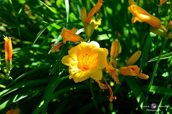 Fleur-Yannick Provencher