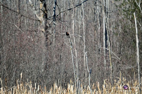 Scavenger-Yannick Provencher