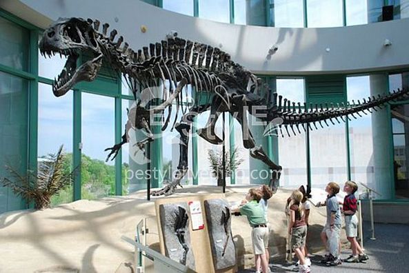 Dinosaur Skeleton T Rex -pestyle livedino
