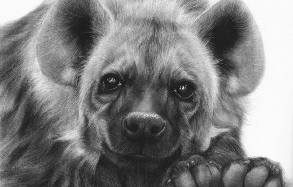 Society Of Animal Artists 2020 International Exhibition